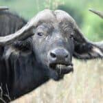 Buffle d'Inde