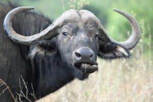 Buffle d'Inde (Bubalus bubalis)