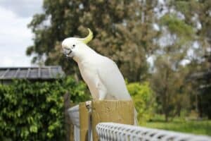 Cacatoès soufré (Cacatua sulphurea)