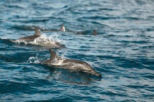 Dauphin à long bec (Stenella longirostris)