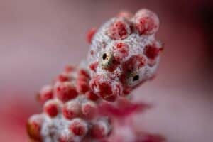 Hippocampe pygmée (Hippocampus bargibanti)