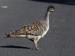 Mégapode de Reinwardt