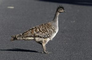 Mégapode de Reinwardt (Megapodius reinwardt)