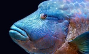 Napoléon (Cheilinus undulatus)