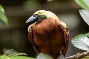 Paradisier rouge (Paradisaea rubra)