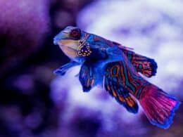 Poisson-mandarin
