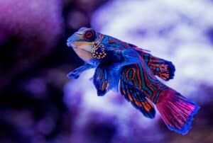 Poisson-mandarin (Synchiropus splendidus)