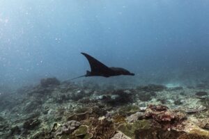 Raie manta de récif (Mobula alfredi)