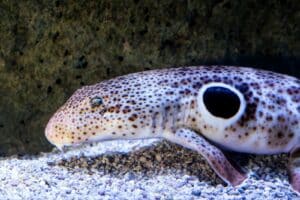 Requin-épaulette (Hemiscyllium freycineti)