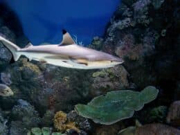 Requin pointes noires