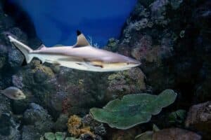 Requin pointes noires (Carcharhinus melanopterus)