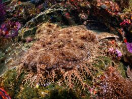 Requin wobbegong