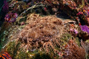 Requin wobbegong (Eucrossorhinus dasypogon)