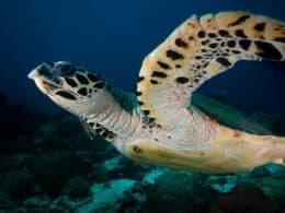 Tortue imbriquée