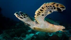 Tortue imbriquée (Eretmochelys imbricata)