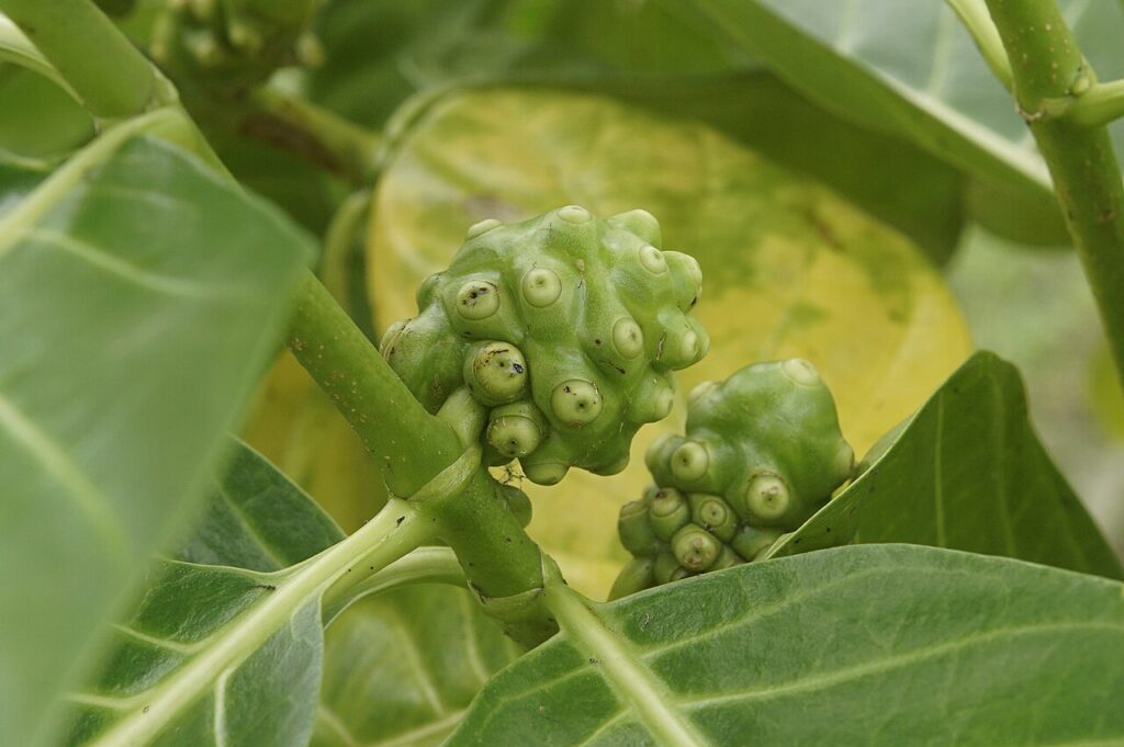 Noni