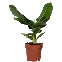 Bananier Plant in a Box Musa Oriental Dwarf 25-40cm