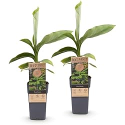 Bananier Musa Basjoo Green BoutiQ rustique, lot de 2