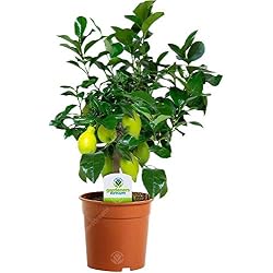 Citronnier d'appartement GardenersDream en pot 12 cm