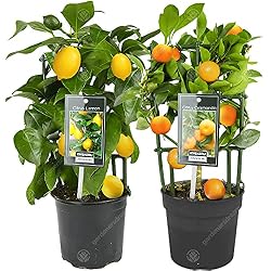 Citronnier en pot GardenersDream