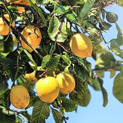 Citronnier en pot Fleur NV