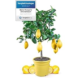Citronnier Meine Orangerie Mezzo quatre saisons