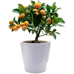 Oranger nain Finca Casarejo calamondin en pot céramique