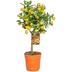 Oranger d'intérieur Bloomique Calamondin 55-65 cm