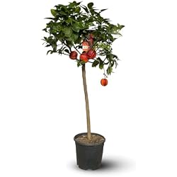 Oranger Acrobal Attitude Jardin 110-120 cm
