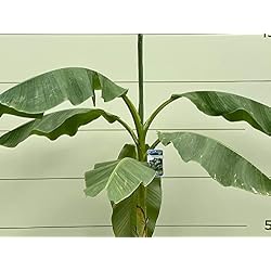 Bananier Tropictrees Musa Basjoo 130-150 cm