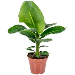 Bananier d'intérieur Bloomique Musa Dwarf Cavendish