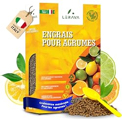 Citronnier en pot Lerava
