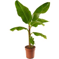 Bananier en pot GardenersDream