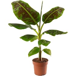 Bananier en pot GardenersDream