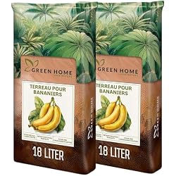 Bananier en pot Green HOME LOVE Nature