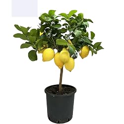 Citronnier en pot Savini