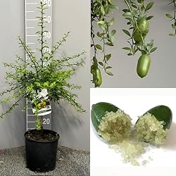 Citronnier en pot Savini Vivai L'arte DI FARE Natura