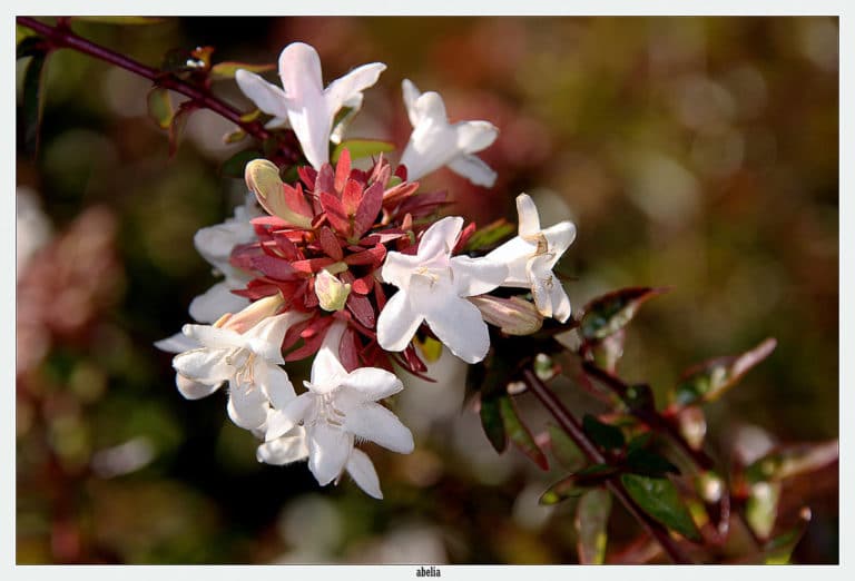 Abélia (Abelia)