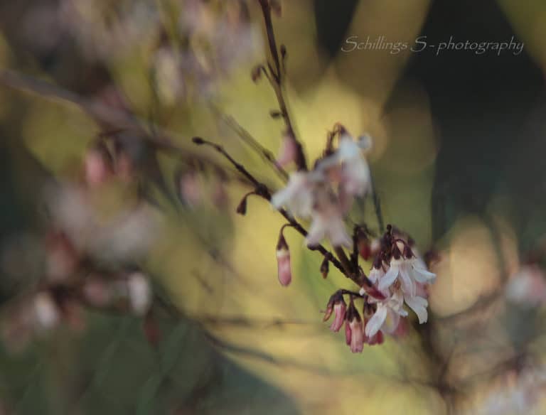 Forsythia blanc (Abeliophyllum)