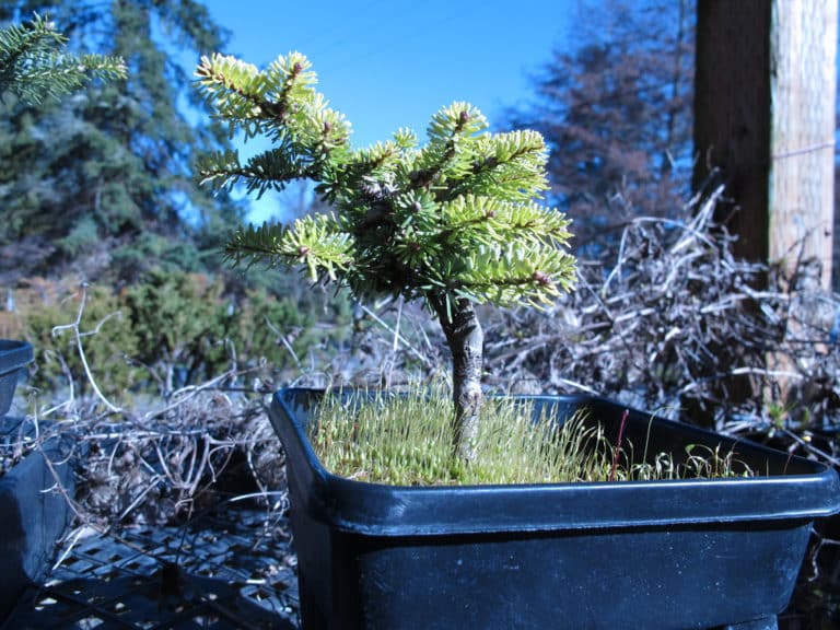 Sapin (Abies)