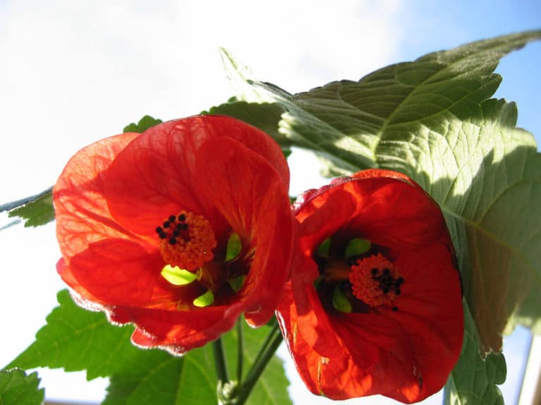 Érable de salon (Abutilon)