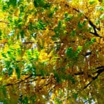 Mimosa (Acacia)