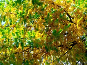 Mimosa (Acacia)