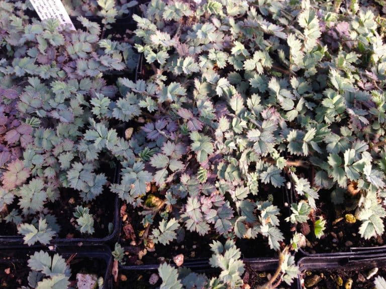 Acaena (Acaena)