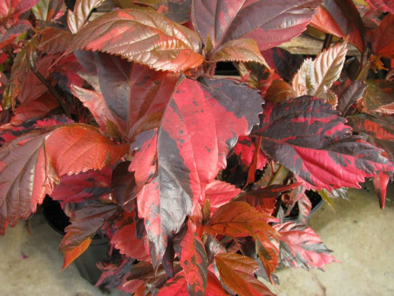 Acalyphe (Acalypha)