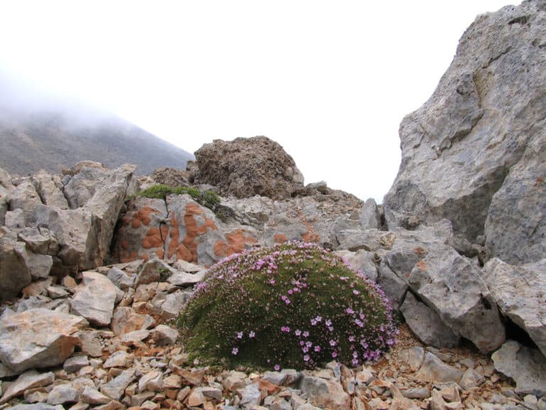 Acantholimon (Acantholimon)