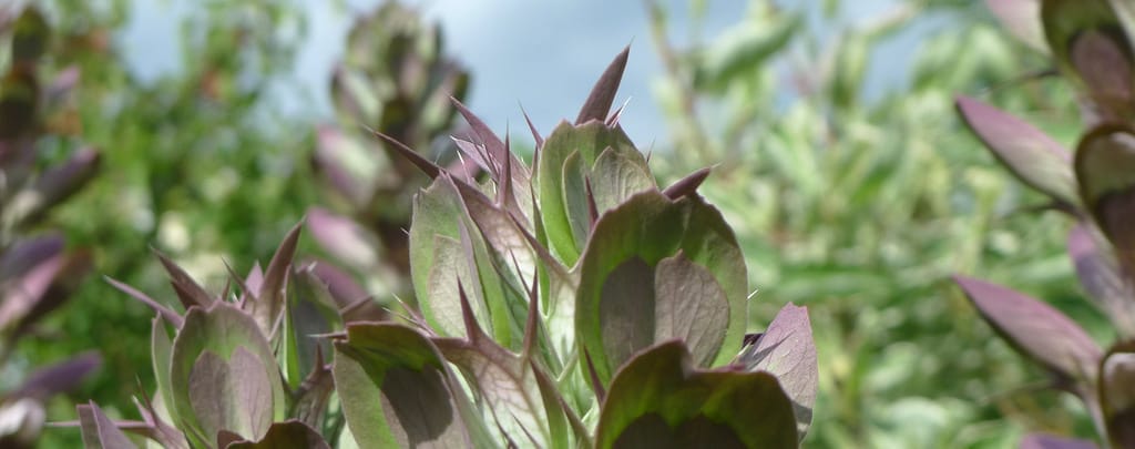 Acanthe (Acanthus)