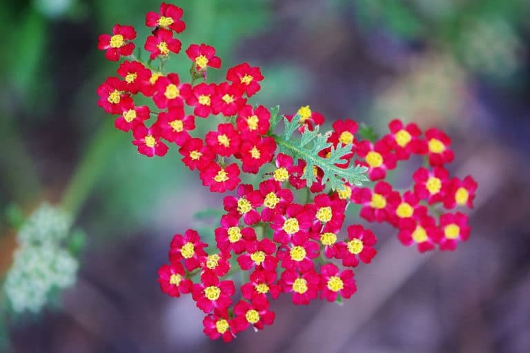 Achillée (Achillea)