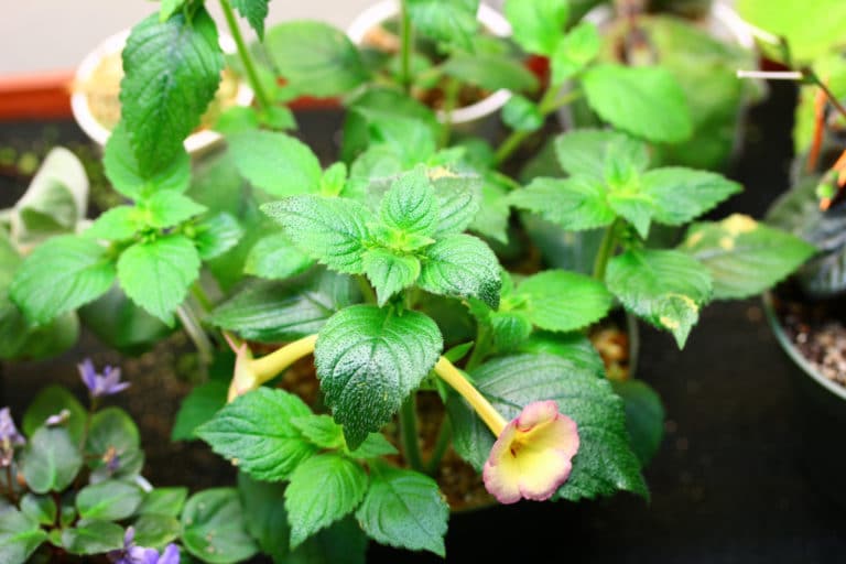 Achimenes (Achimenes)