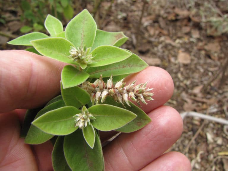 Achyranthes (Achyranthes)